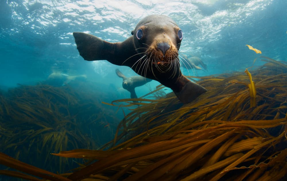 Curious Sea Lion In Kelp by Andrey Narchuk — canvas wall art