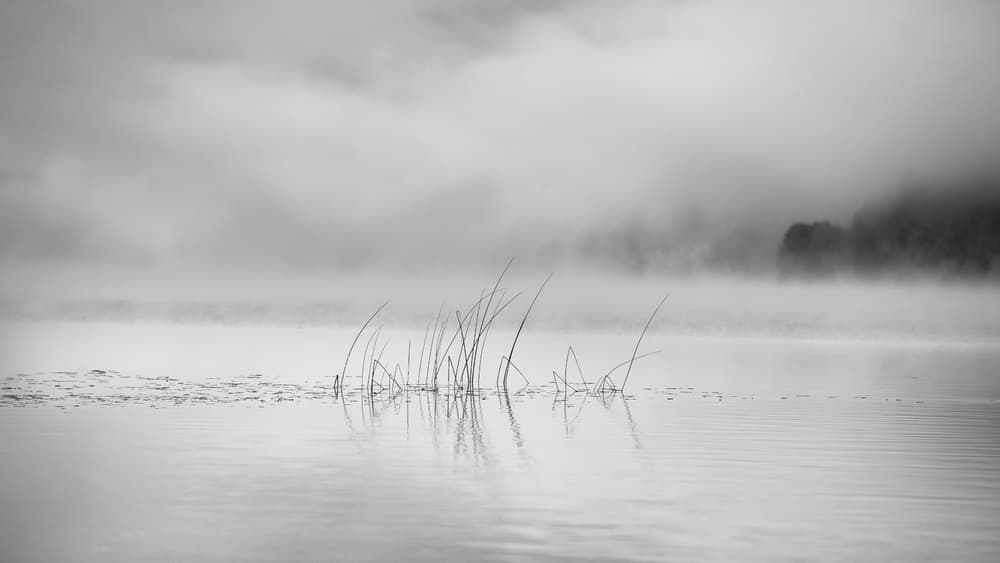 Misty Lake Reeds by Benny Pettersson — canvas wall art