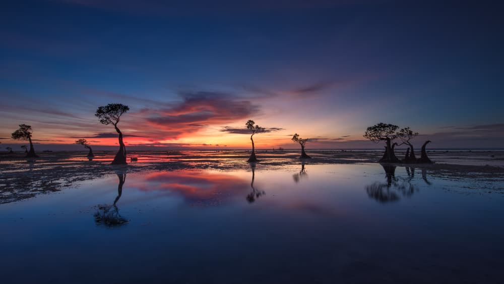 Sunset Mangrove Reflections by Gunarto Song — canvas wall art