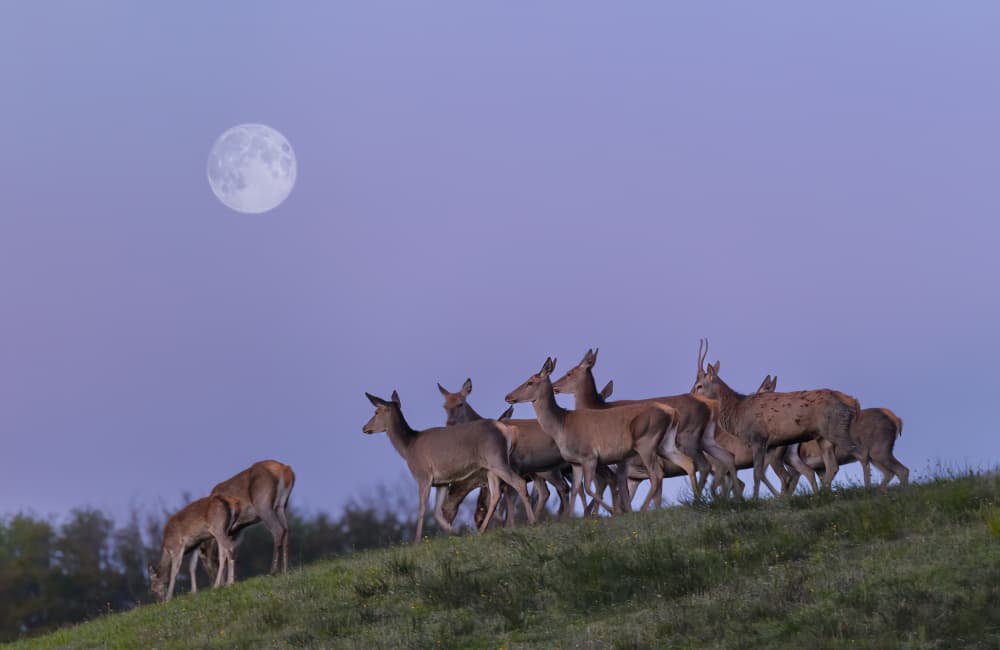 Deer Under Full Moon by Marco Barisone — canvas wall art