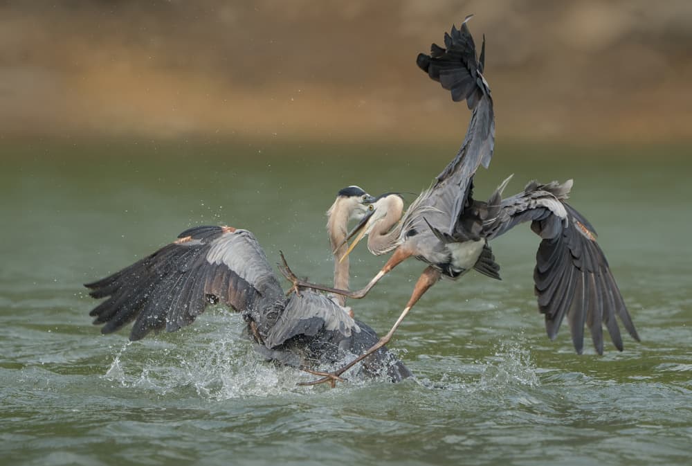 Heron Water Fight by Alex Li — canvas wall art