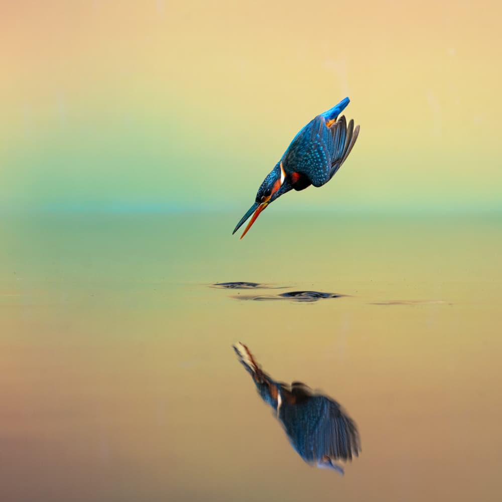 Kingfisher Dive by Som Prasad — canvas wall art