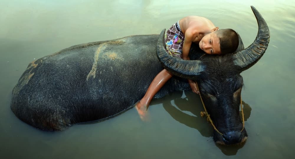 Peaceful Boy and Buffalo by Fahmi Bhs — canvas wall art