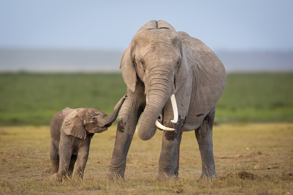 Mother Elephant Love by Mark Strom — canvas wall art