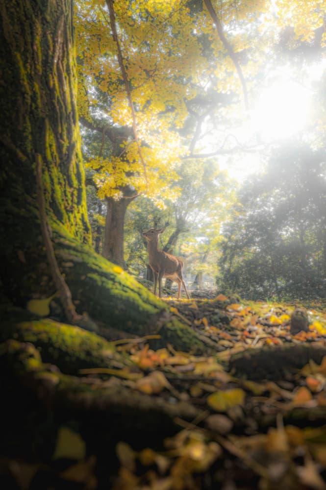 Gentle Deer Autumn Glow by まちゅばら/Hiroki Matsubara — canvas wall art