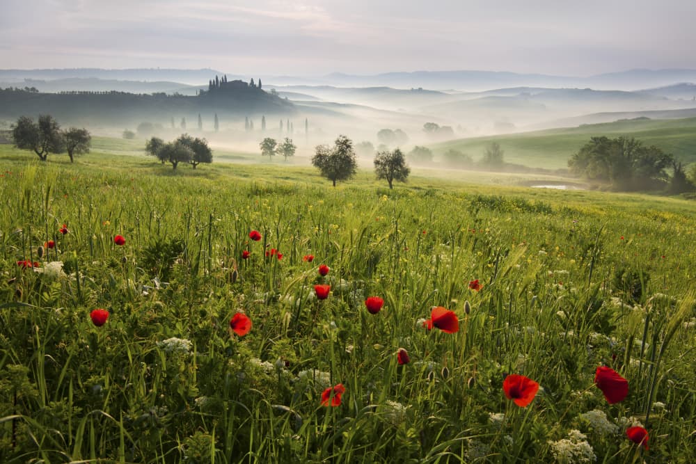 Misty Tuscan Poppies