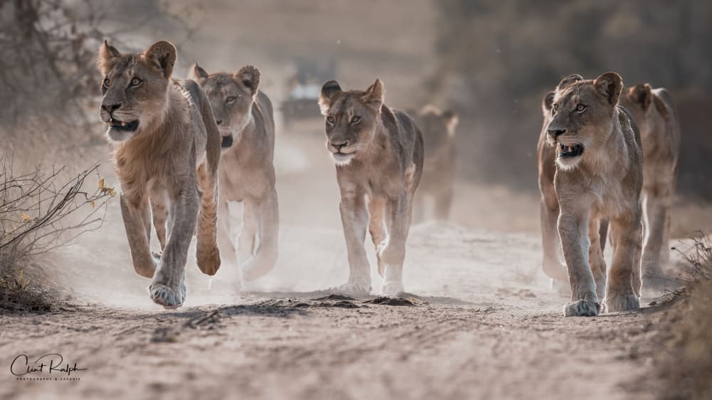 Pride Of Lionesses by Clint Ralph — canvas wall art