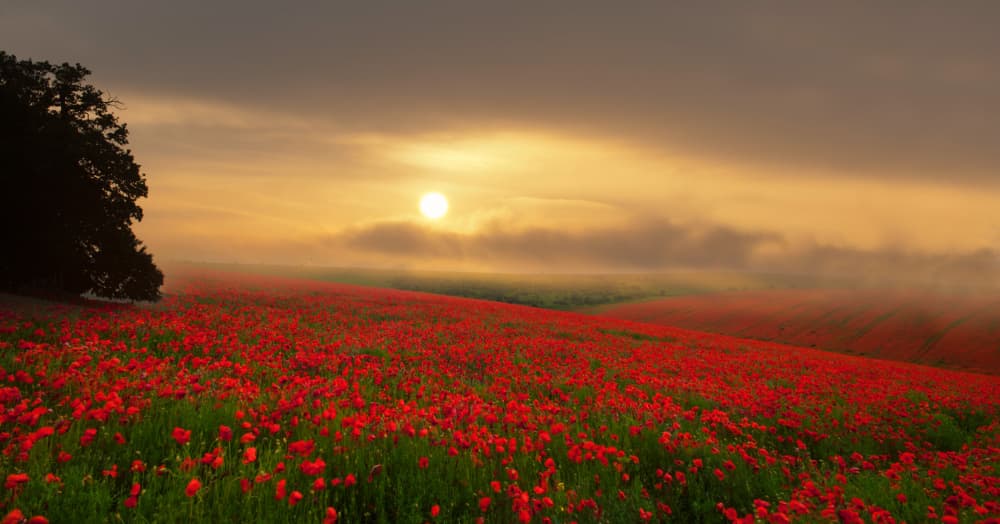 Golden Poppy Field Sunrise by Radojica Jevric fotorax — canvas wall art