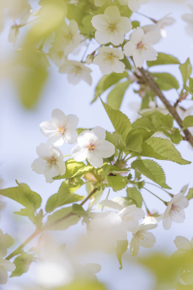 White Cherry Blossoms by Lynann Colligan — canvas wall art
