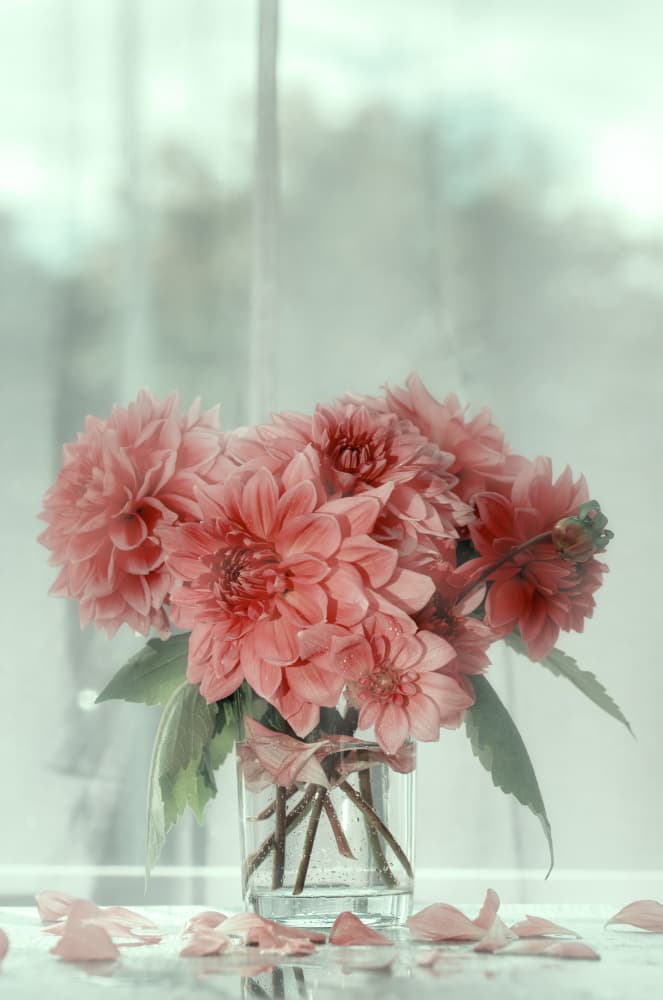 Romantic Pink Dahlias by Nikki Georgieva V E G A N I K — canvas wall art