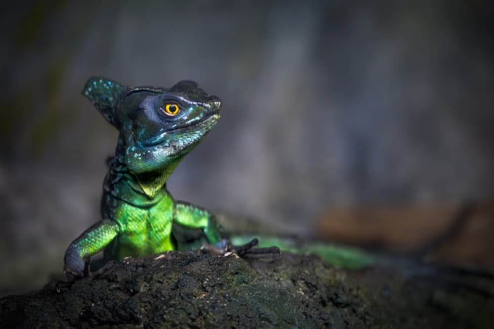 Vivid Green Basilisk by Alex Zhao — canvas wall art