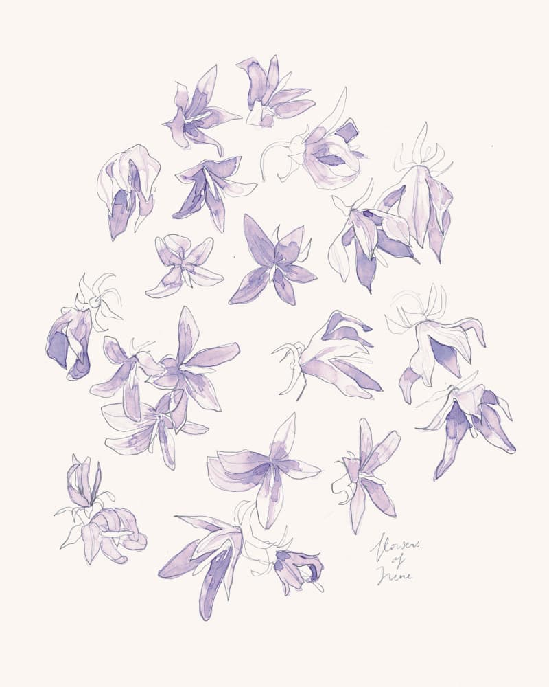 Delicate Purple Blooms by Catalina Somolinos — canvas wall art