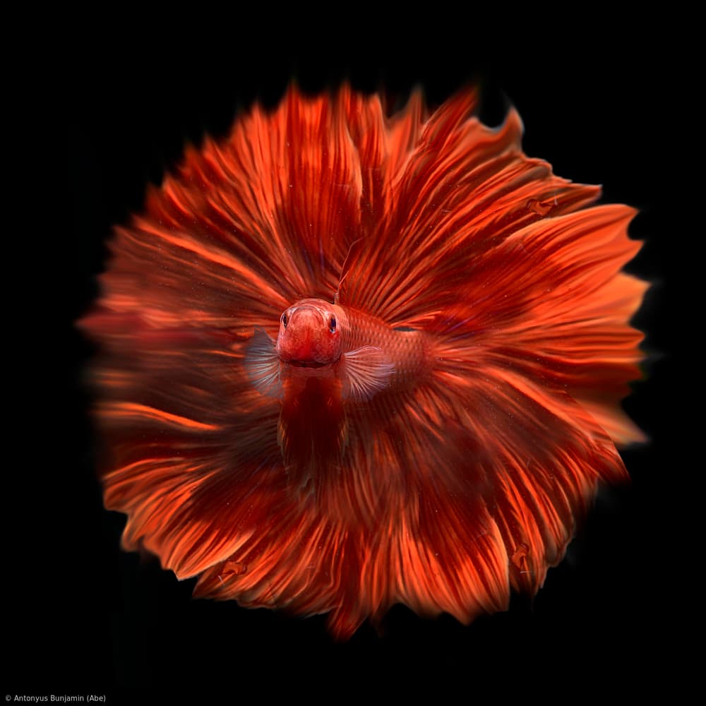 Crimson Betta Bloom by Antonyus Bunjamin (Abe) — canvas wall art