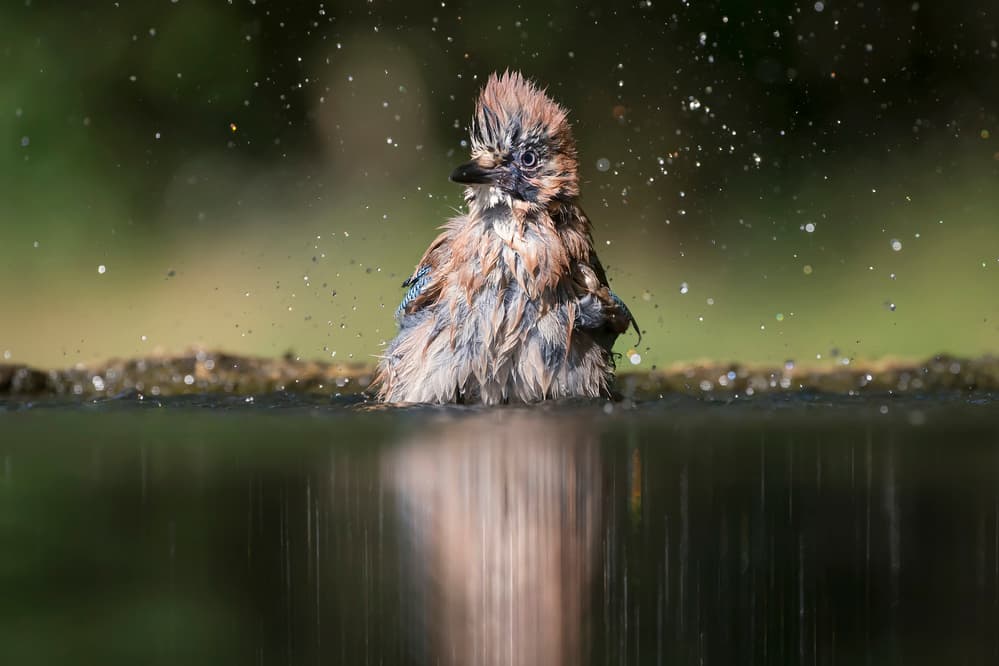 Splashing Wild Bird by Phillip Chang — canvas wall art