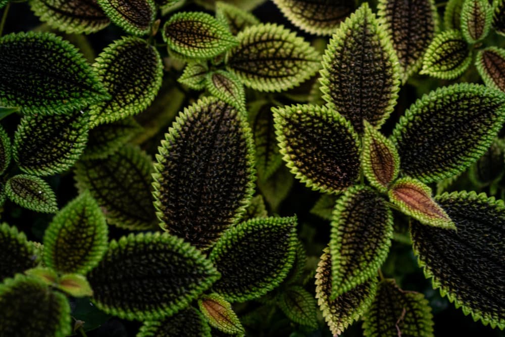 Dark Green Leaf Pattern by HISASHI ISHIKAWA — canvas wall art