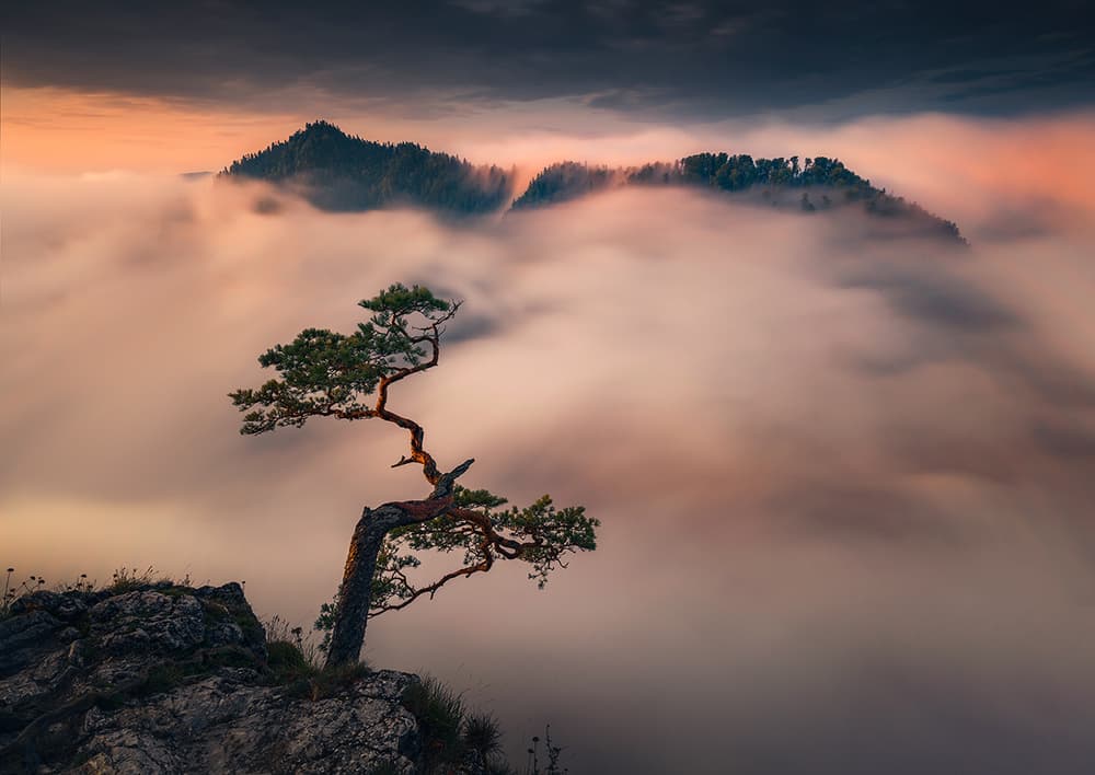 Misty Mountain Pine Tree by Karol Nienartowicz — canvas wall art