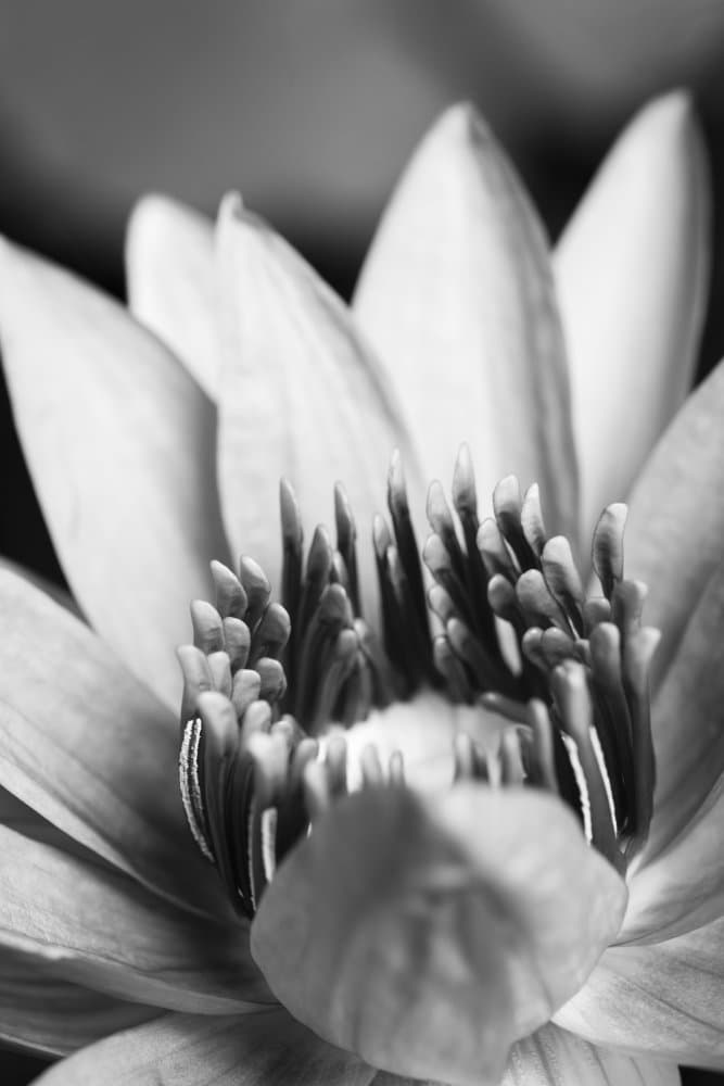 Serene Lotus Bloom by Pictufy Studio III — canvas wall art