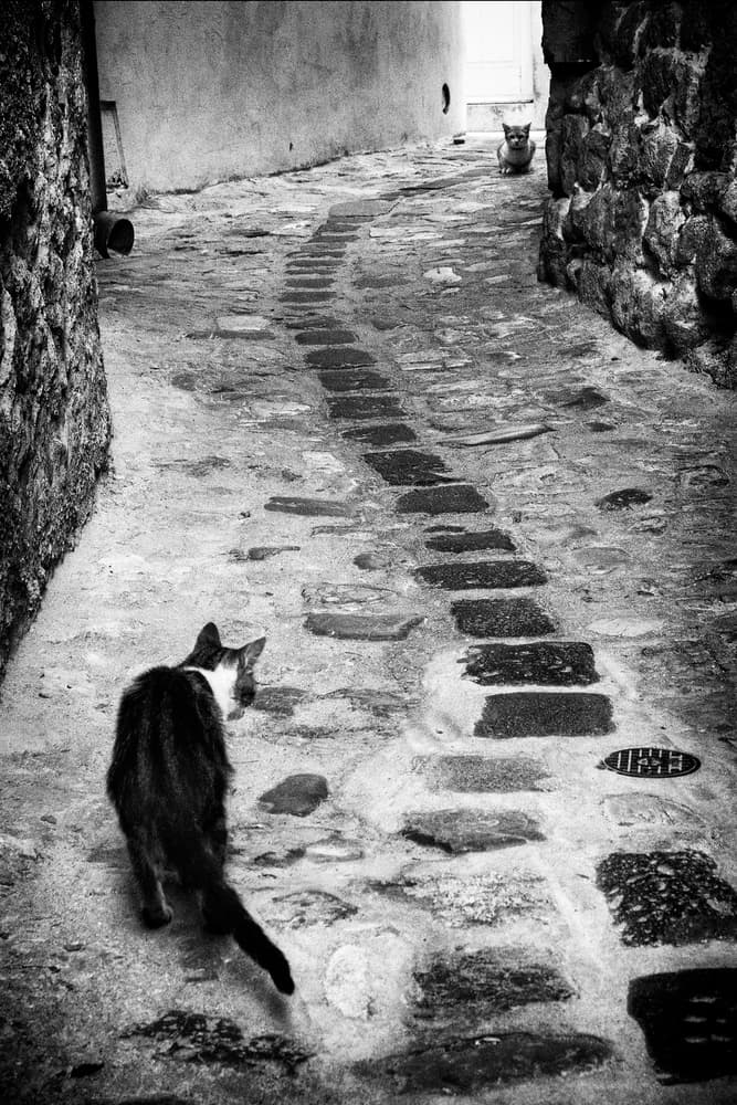 Alley Cats Path by Jurij Bizjak — canvas wall art