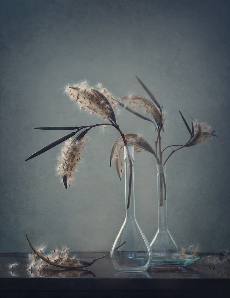 Delicate Fluffy Pods by Dimitar Lazarov - Dim — canvas wall art