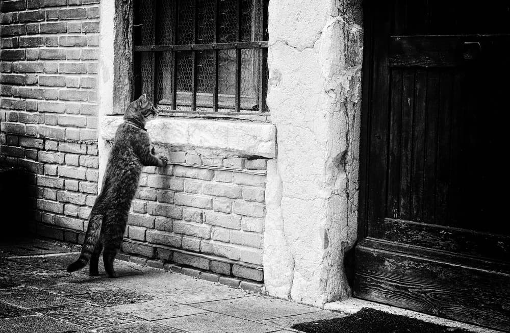 Curious Cat Window Gaze by Izabella Végh — canvas wall art
