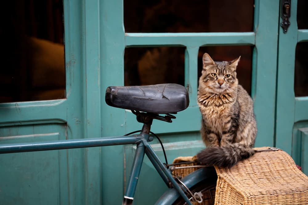 Tabby Cat on Bicycle by Marco Pozzi — canvas wall art