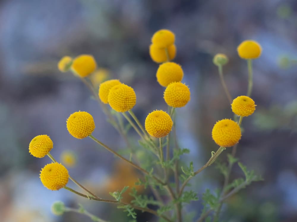 Bright Yellow Globes by Stephanie Klatt — canvas wall art