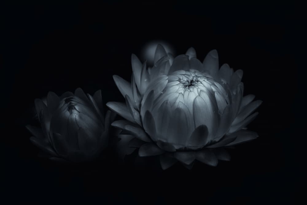 Elegant Dark Blooms by Satoshi Hatsumori — canvas wall art