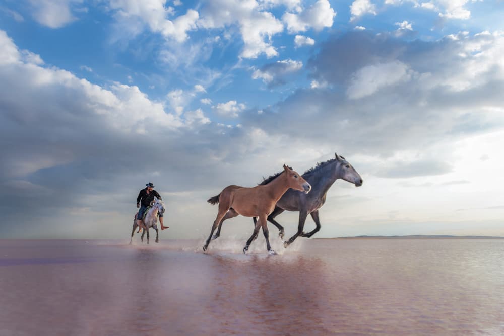 Wild Horses Pink Lake by Ali Can — canvas wall art