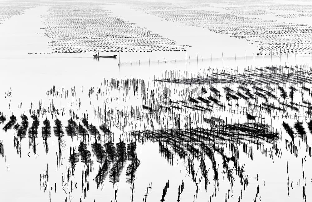 Oyster Farm Reflections by Wei Tang — canvas wall art