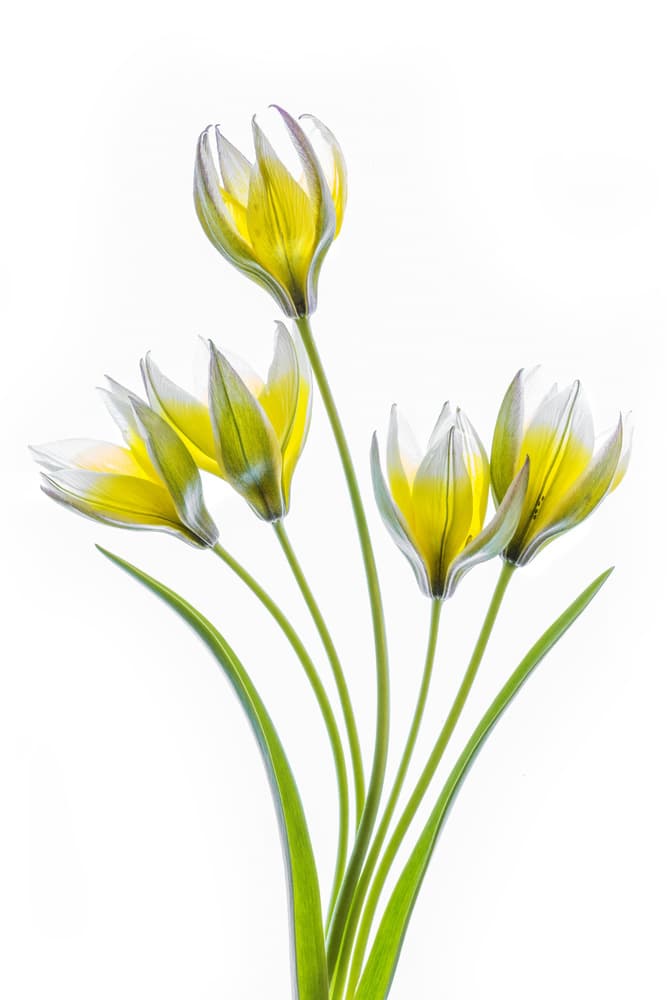 Tulipa by Mandy Disher — canvas wall art