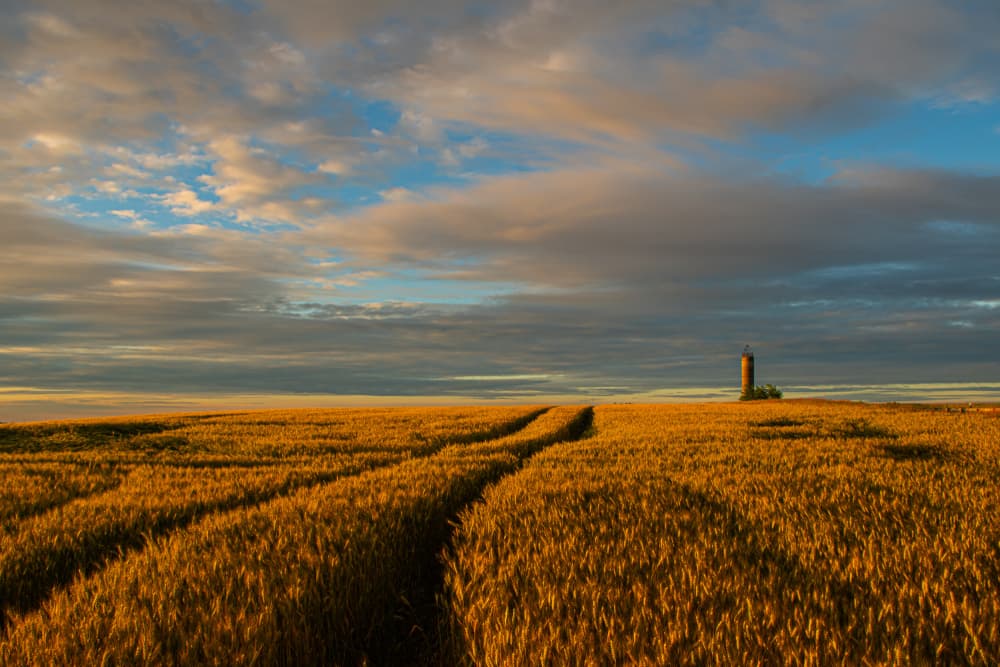 Silo Over Golden Wheat by Simon H — canvas wall art