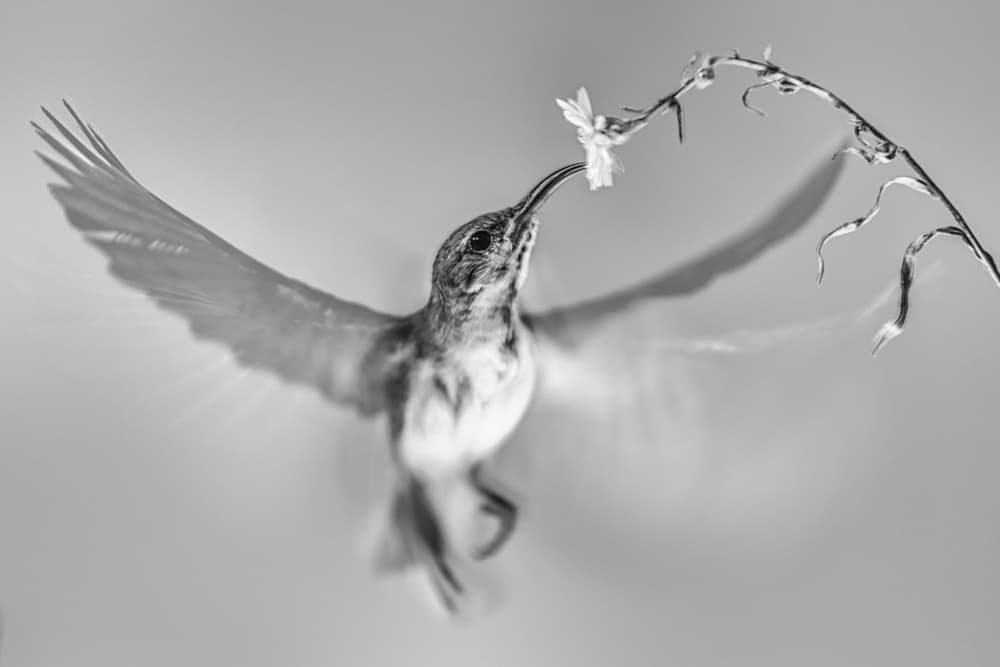 Graceful Hummingbird Flight by Andi Halil — canvas wall art
