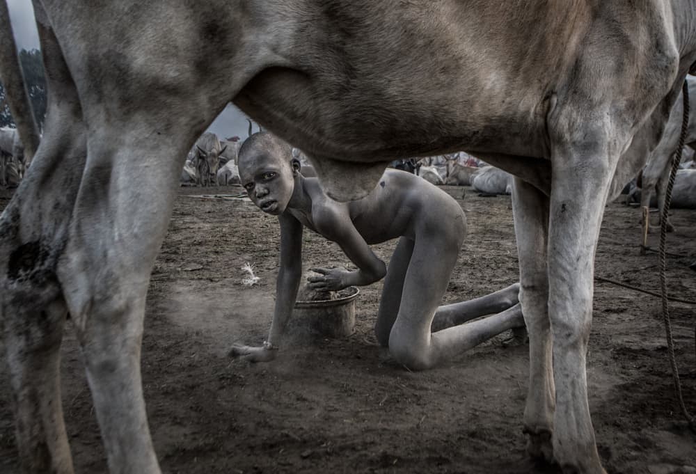 Collecting dung in a mundari cattle camp. by Joxe Inazio Kuesta Garmendia — canvas wall art