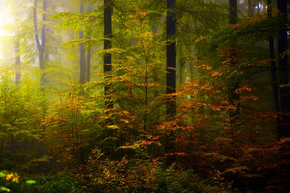 Misty Autumn Forest by Irma Warth — canvas wall art