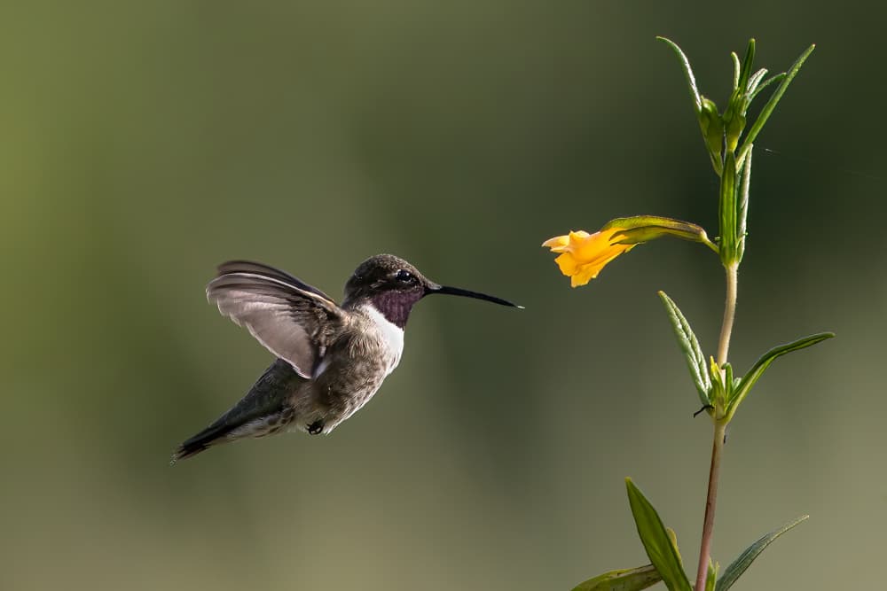 Hummingbird Flower Flight by Bill Lu — canvas wall art