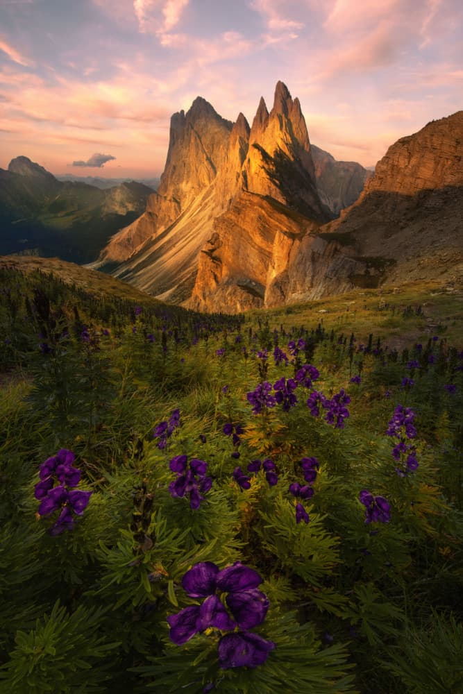 Golden Peak Wildflowers by Mirko Vecernik — canvas wall art