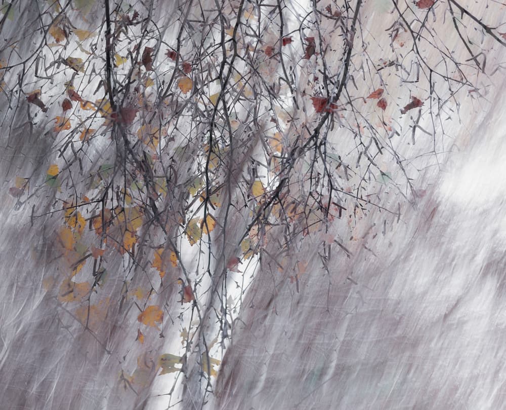 Two birches by Nel Talen — canvas wall art