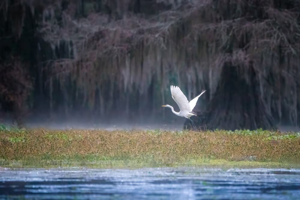 Misty Egret Swamp Flight by Catherine Lu — canvas wall art