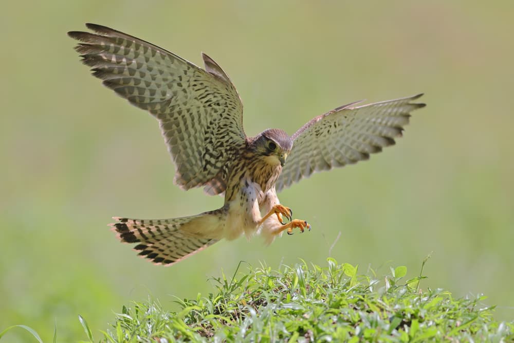 Kestrel's Green Descent by Gavin Lam — canvas wall art