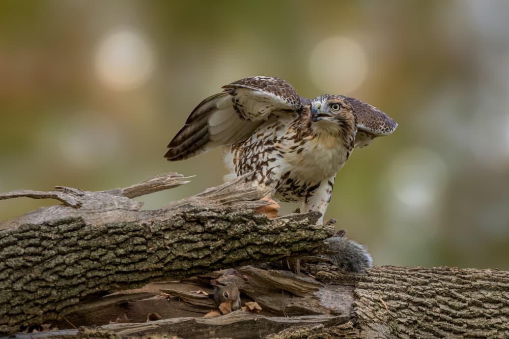 Forest Hawk Hunt by Jacob (Jian) Xu — canvas wall art