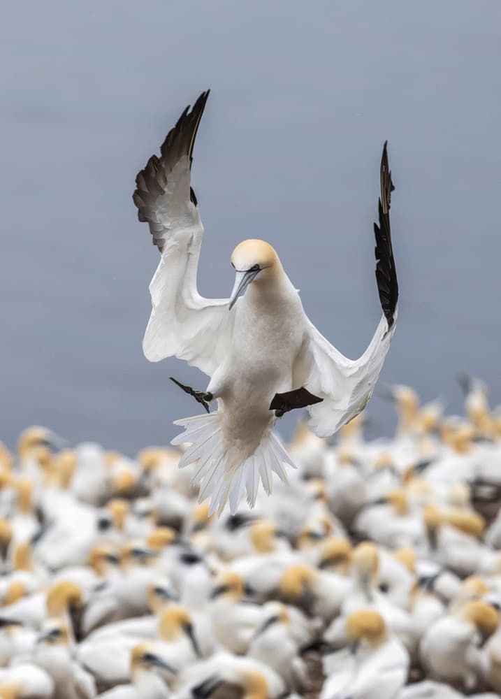 Northern Gannet Landing by Donald Luo — canvas wall art