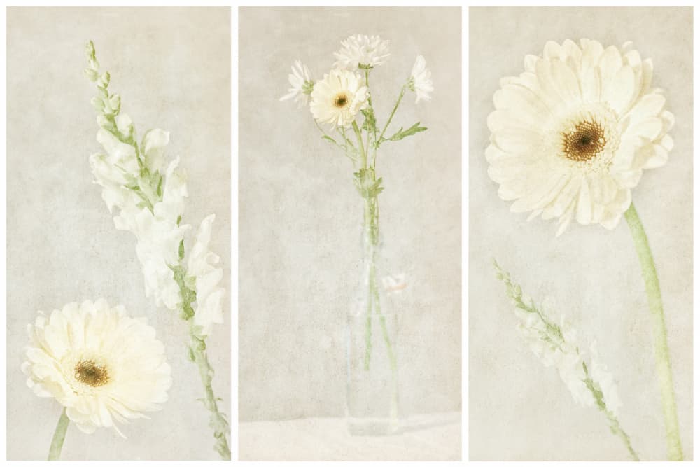 Soft White Blooms by Gustav Davidsson — canvas wall art