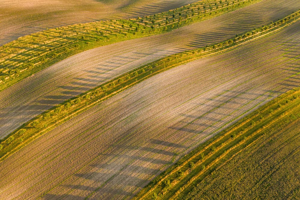 Golden Field Patterns by Ilona Rosenkrancová — canvas wall art
