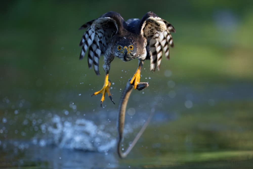 Hawk Catches Snake by Gavin Lam — canvas wall art