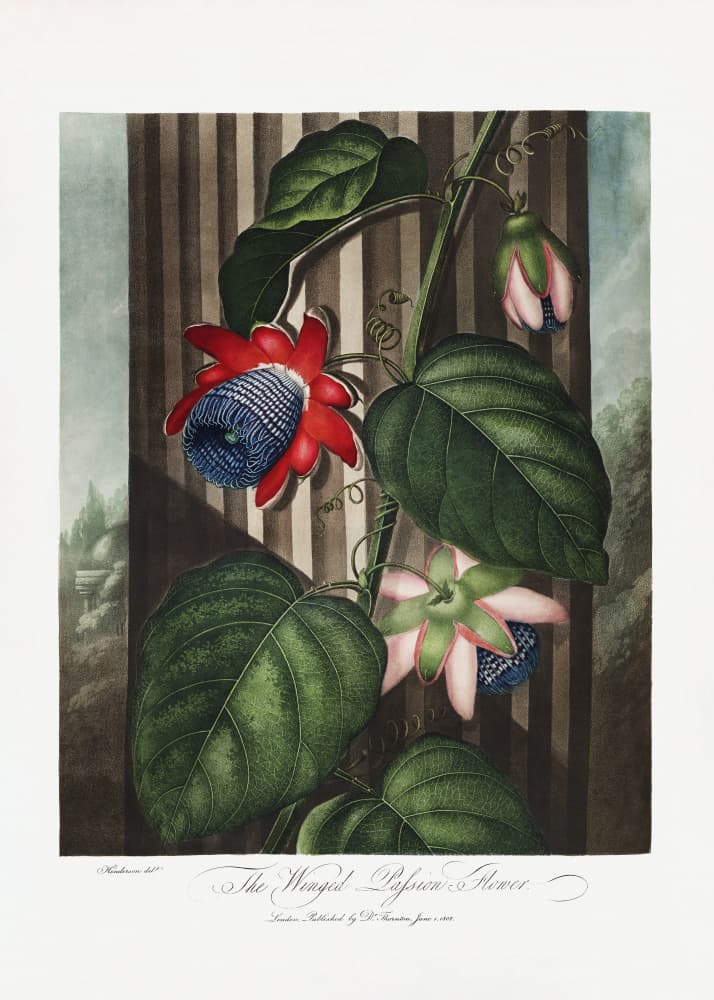 The Winged Passion-Flower from The Temple of Flora (1807) by Robert John Thornton — canvas wall art
