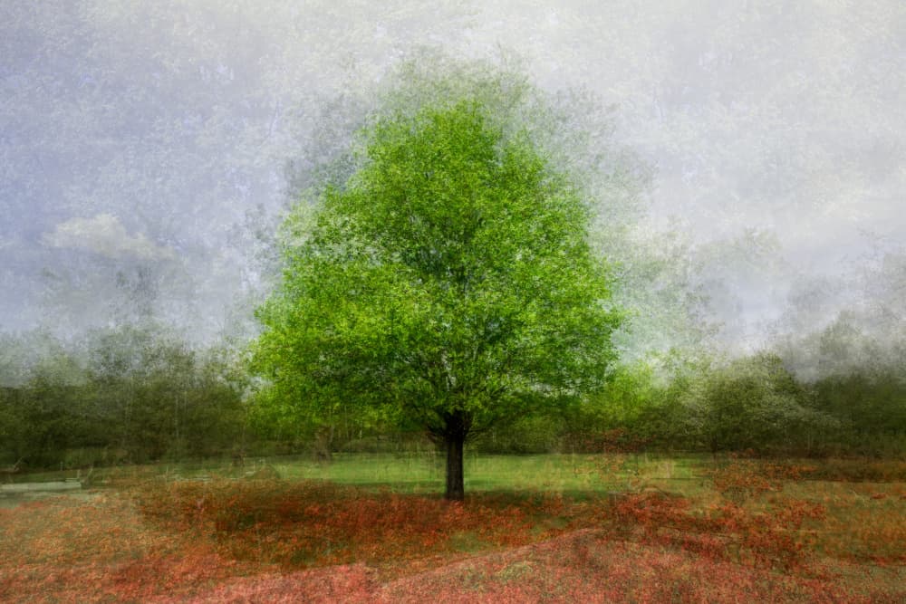 Dreamy Green Tree by Fiorenzo Carozzi — canvas wall art