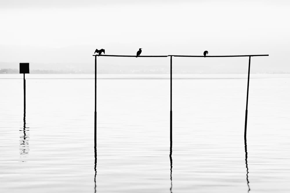 Calm Water Birds by Jrmgard Sonderer — canvas wall art
