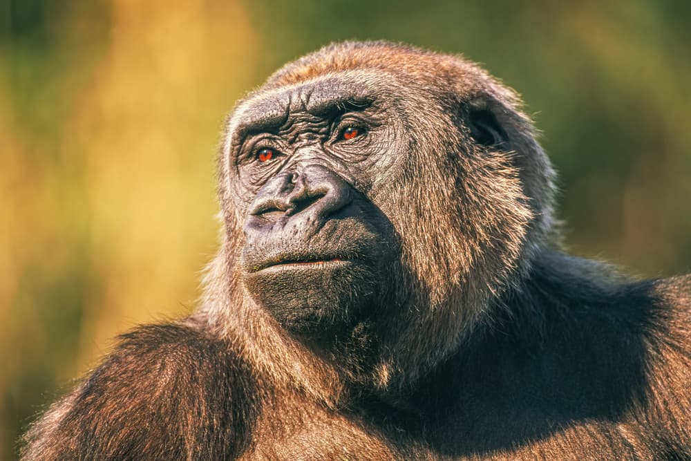 Majestic Gorilla Portrait by Jeffrey C. Sink — canvas wall art