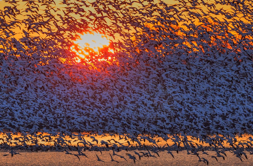 Snow Geese Sunrise Flight by David Hua — canvas wall art