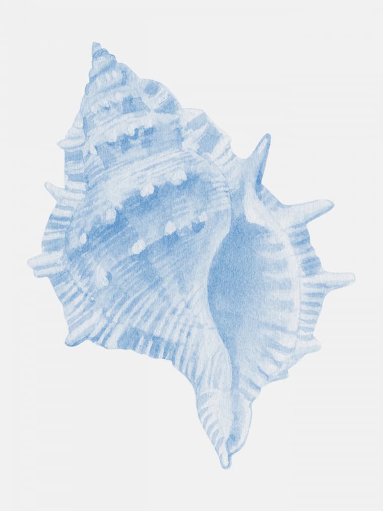 Soft Blue Seashell by Jolly and Dash — canvas wall art